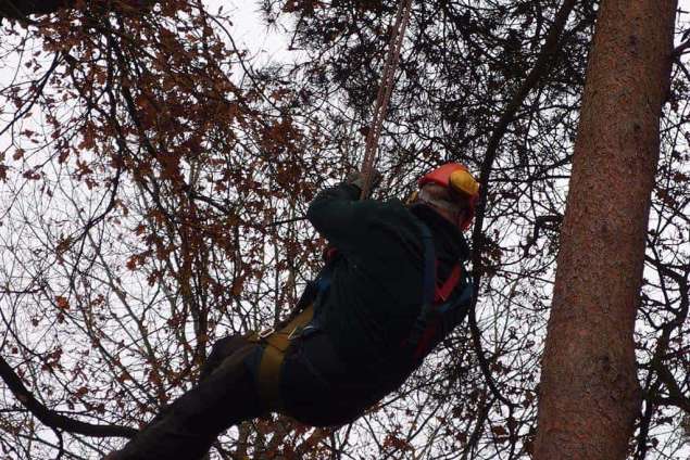 vastmaken van de boom met een ketting. rooien en verwijderen van moeilijk te verwijderen bomen